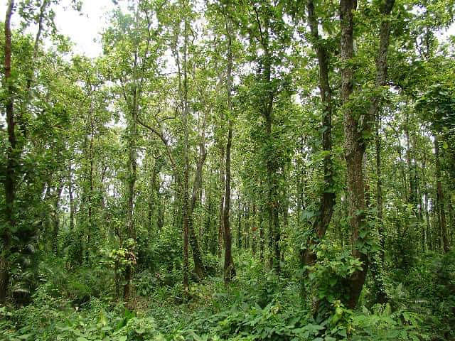 Madhupur National Park