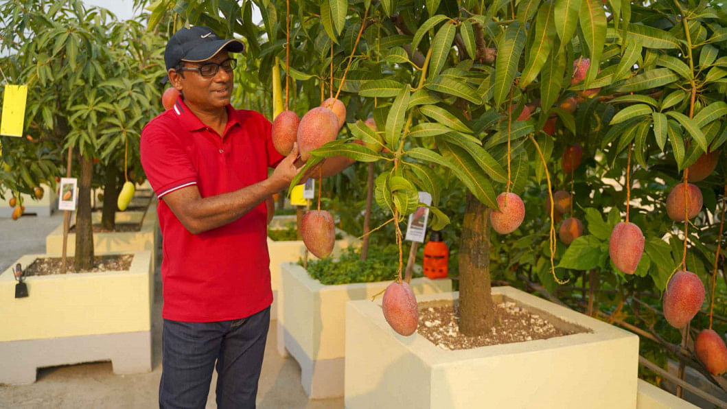 World's most expensive mango Miyazaki in Bangladesh | The Daily Star