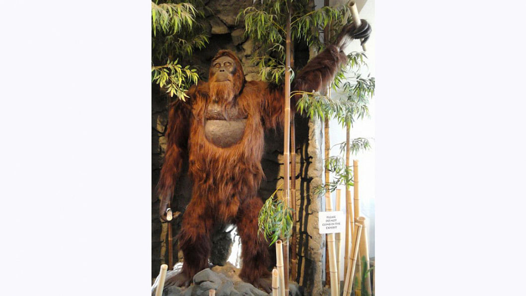 Did Bigfoot Really Exist? How Gigantopithecus Became Extinct