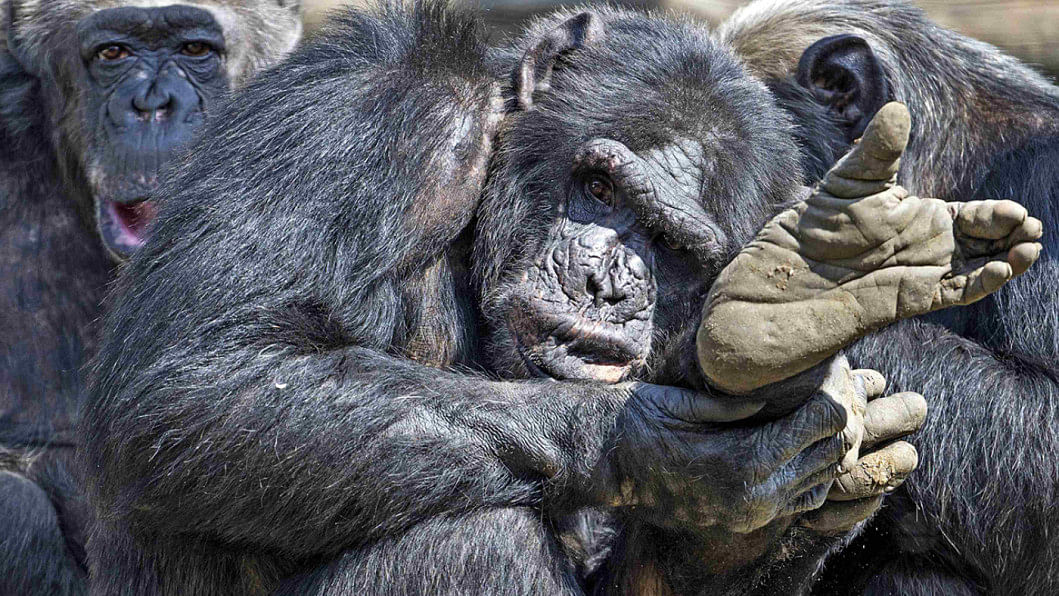 apes complex cognitive skills , 'King Kong' videos, apes