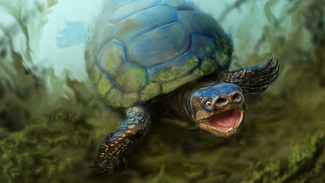 Meet Golden's bacon turtle, an extinct species with pig snout | The ...