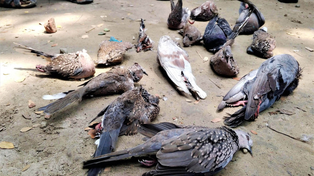 ওই ইউপি সদস্য শতাধিক ঘুঘু হত্যা করলেও স্থানীয় প্রশাসন ঘটনাস্থলে ১২টি মৃত পাখি পাওয়ার কথা জানায়। ঢাকাবার্তা।