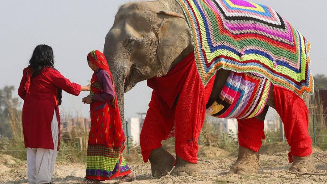 Sweaters for elephants Sweaters for elephants