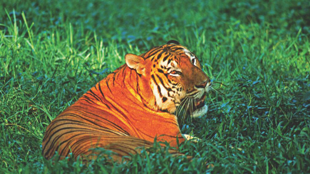 Bengal tigers could vanish from the Sundarbans, one of their final  strongholds