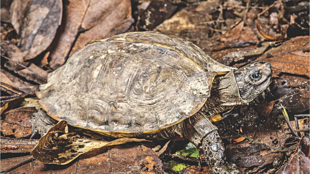 arakan forest turtle