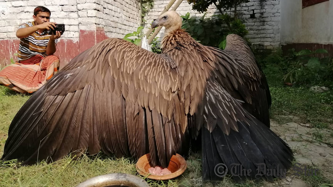 Himalayan vulture rescued in Bogura Himalayan vulture rescued in Bogura