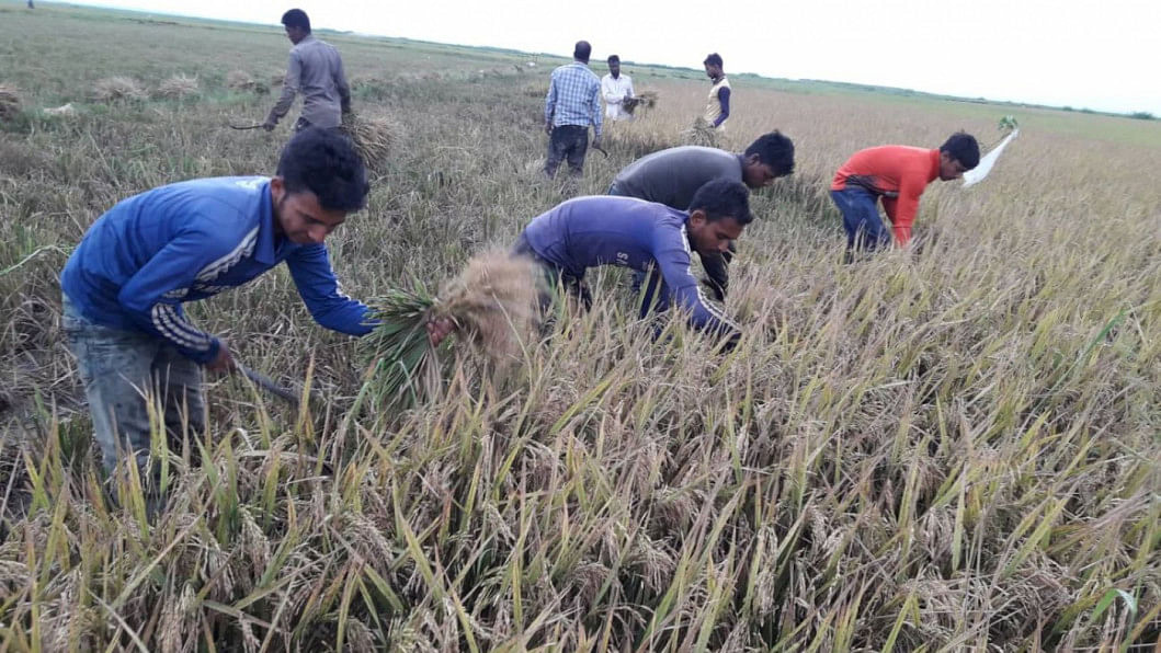 Bangladeshi Farmers hurriedly harvest paddy Bangladeshi Farmers hurriedly harvest paddy