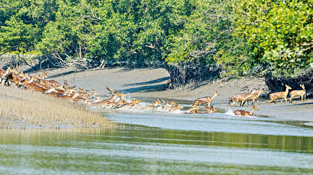 The Unique Sundarbans | The Daily Star