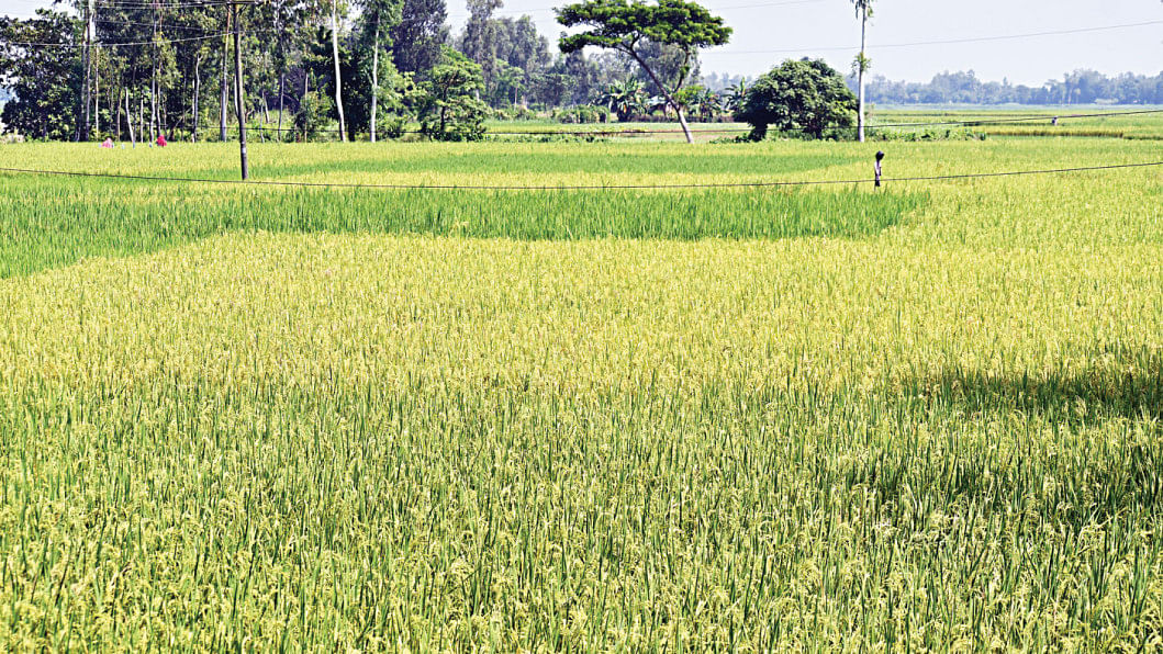 agriculture allocation in Bangladesh budget 2025-26 agriculture allocation in Bangladesh budget 2025-26