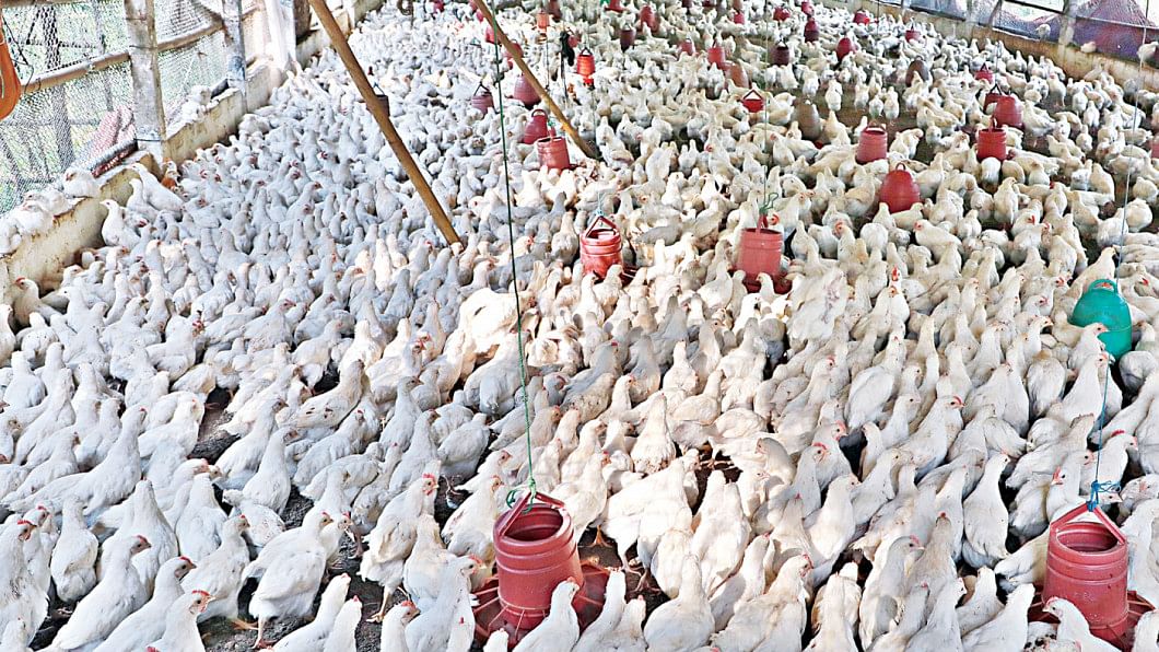 ‘No antibiotic used in Bangladesh’s poultry’ ‘No antibiotic used in Bangladesh’s poultry’