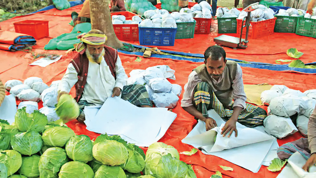 Jashore farmers all set to ship cabbage to Malaysia, Singapore, Taiwan Jashore farmers all set to ship cabbage to Malaysia, Singapore, Taiwan