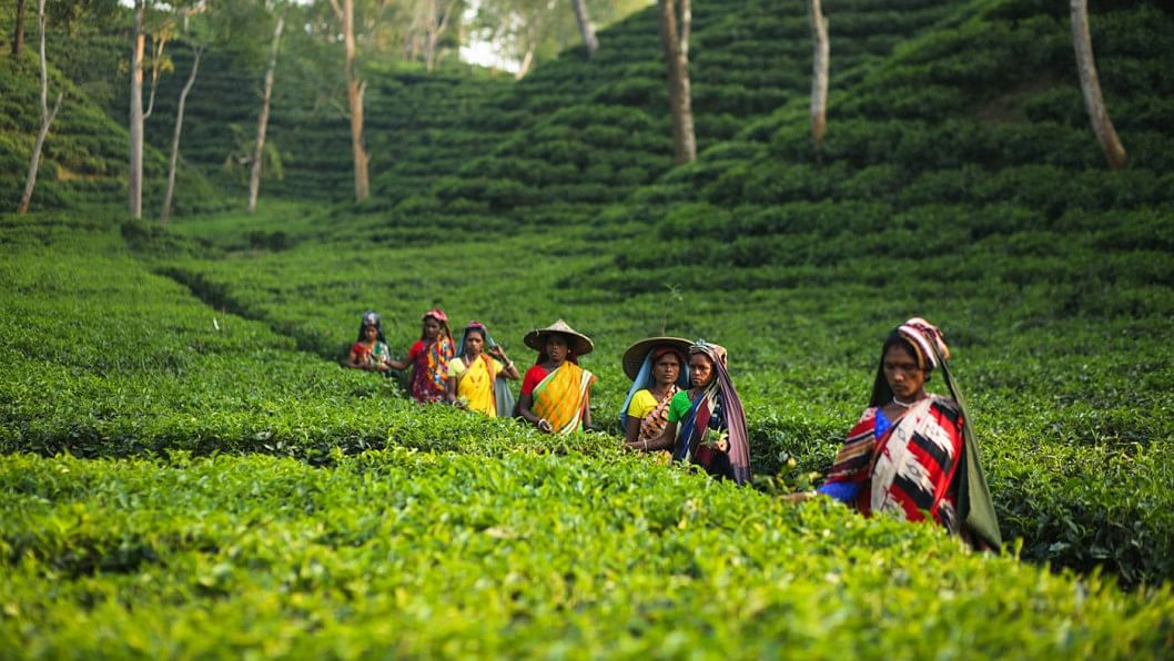 Tea production falls 3% in 2022 Tea production falls 3% in 2022