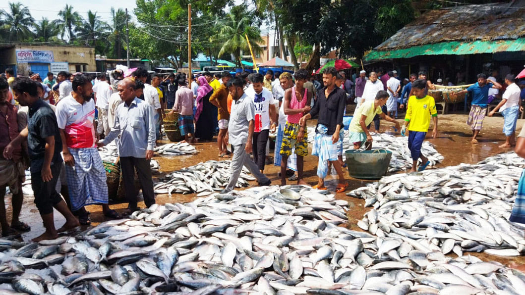 Cox's Bazar fish market has been flooded with hilsa