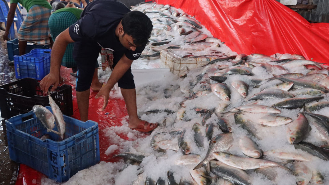 First consignment of 45.8 tonnes of hilsa sent to India First consignment of 45.8 tonnes of hilsa sent to India
