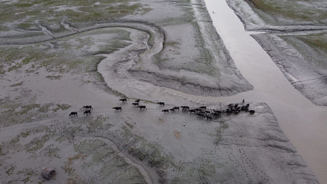 Where the buffalo no longer roam buffalo population in Urir Char dropped