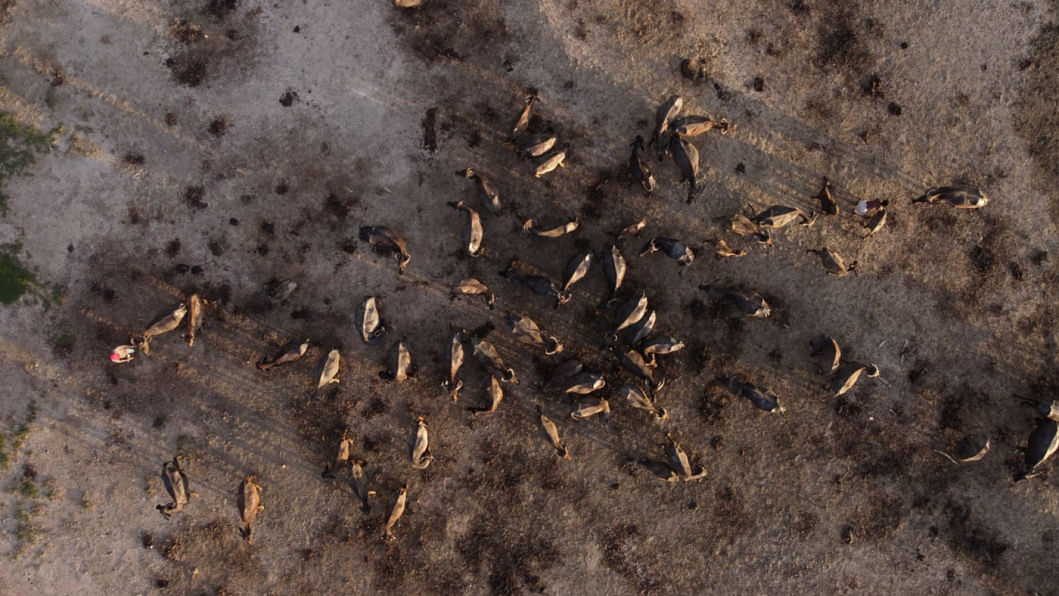 Where the buffalo no longer roam Buffalo herds | Char-Lands Erosion