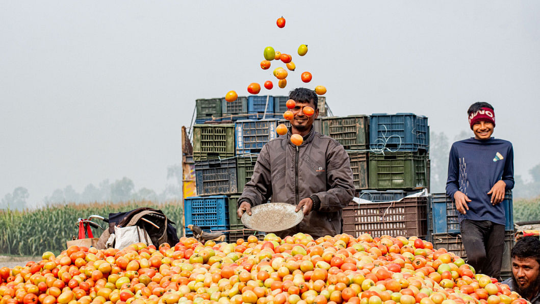 Tomato market in Bogura, tomato farmers in Bogura, tomato cultivation in Bogura, Bogra tomato farmers happy, Tomato market bogura today, Bogura tomato farming brings smiles to farmers, tomato farmers making huge profits in Bogura
