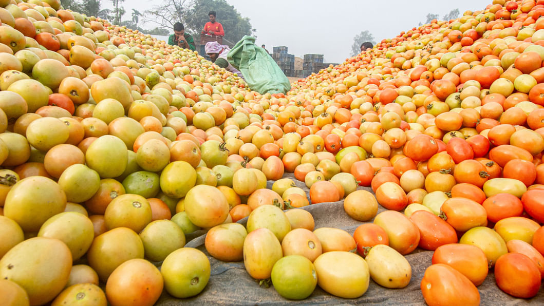 Tomato market in Bogura, tomato farmers in Bogura, tomato cultivation in Bogura, Bogra tomato farmers happy, Tomato market bogura today, Bogura tomato farming brings smiles to farmers, tomato farmers making huge profits in Bogura