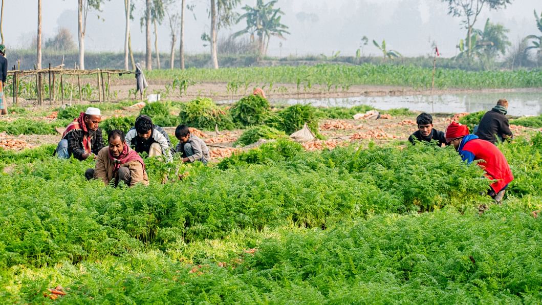 carrot production in bangladesh, A Carrot Revolution Takes Root in Bangladesh, Good carrot yields raise hope in Singair farmers, Carrot cultivation brings cheers for char farmers, Bumper carrot production, Carrot output delights peasants