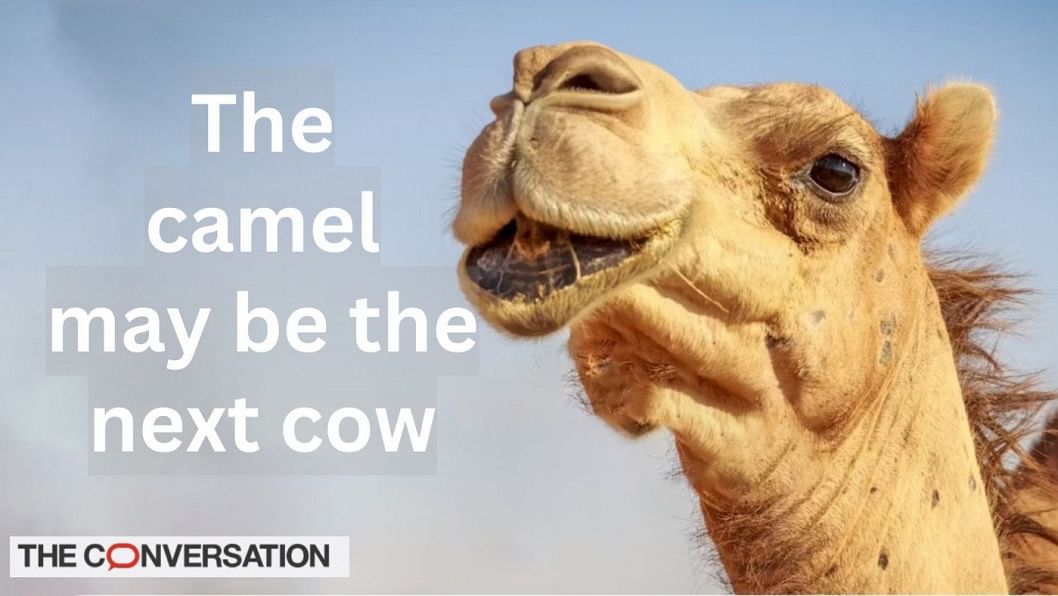 Turning camels into cows: megafarms are being set up to produce camel milk on industrial scales Turning camels into cows: megafarms are being set up to produce camel milk on industrial scales