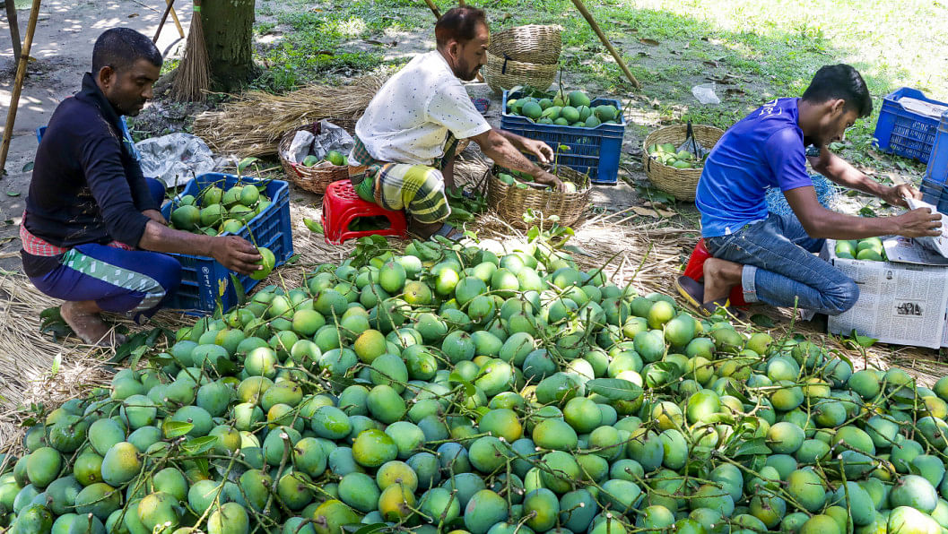 mango export from Bangladesh to China mango export from Bangladesh to China