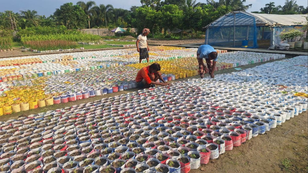 Barishal’s nursery industry eyes rebound after last year’s slump