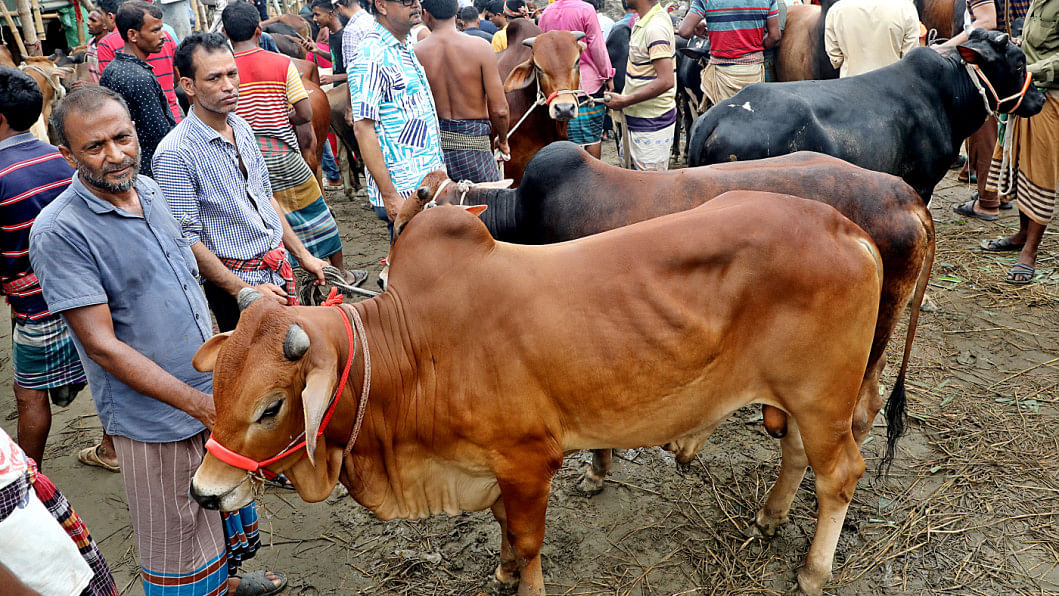 sacrificial animal prices before Eid-ul-Azha sacrificial animal prices before Eid-ul-Azha