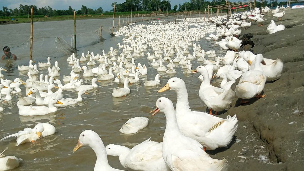 thedailystar.net - Sahidul Islam Nirab - Turning life around with duck farming