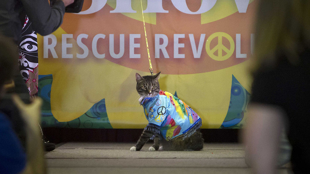 New York Pet Fashion Show New York Pet Fashion Show