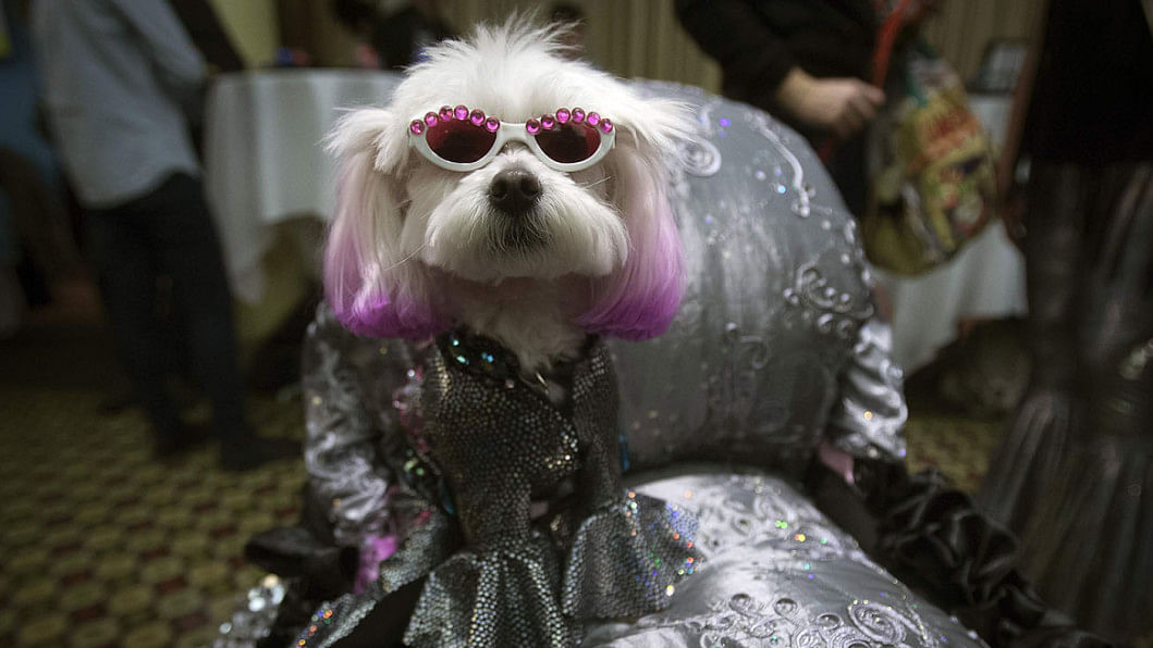 New York Pet Fashion Show New York Pet Fashion Show
