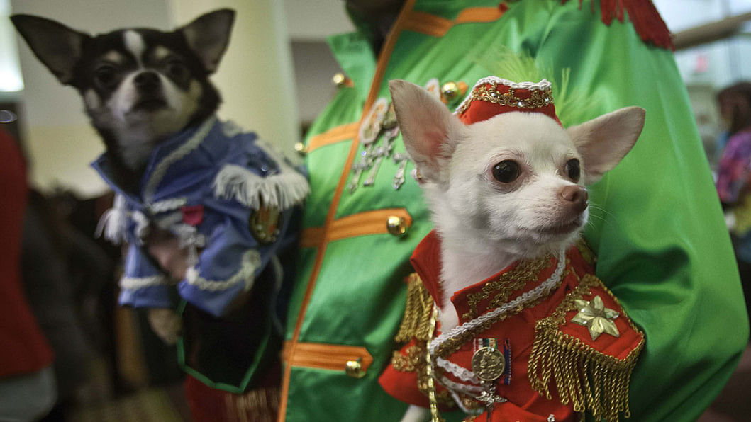 New York Pet Fashion Show New York Pet Fashion Show