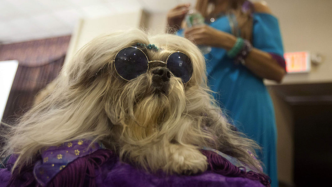 New York Pet Fashion Show New York Pet Fashion Show