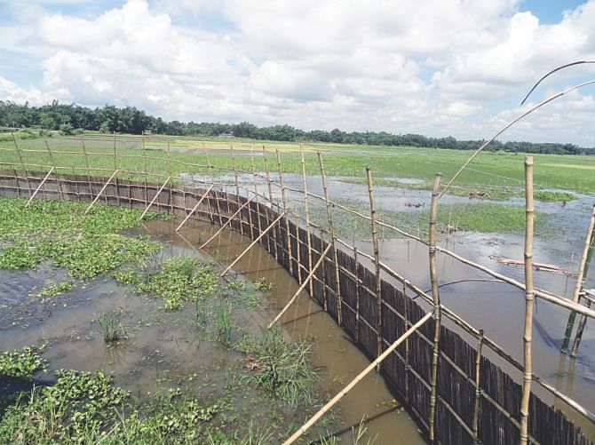A bamboo fence erected by the BNP men, blocking the free flow of water to the nearby croplands. Photo: Star