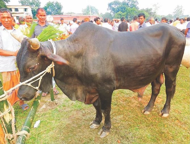 A cow, which went through a fattening regime ahead of the last Eid, is now up for sale at a throwaway price in Nilphamari. It was given the so-called vitamins available in the market and steroids for good measure. But a media campaign on the bad effects of consuming beef of drugged and fattened cows ruined it for some cow fattening farms. Ahead of Eid, people walked by those heavy and large cows and bought the ones they thought were not drugged. A large number of fattened cattle went back to the farm unsold. The photo was taken yesterday. Photo: Star