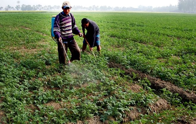  A farmer sprays pesticide on a potato field at Panchpir village in Kahaloo upazila of Bogra to protect the plants and leaves from being attacked by late blight disease. Photo: Star