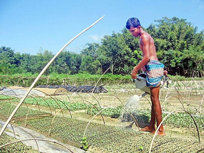 A farmer waters his vegetable field at Chokpathalia village in Shepur upazila of Bogra to help plants grow faster. Photo: Star