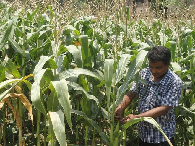 A farmer tends maize plants at his farmland at Balapara village in Lalmonirhat Sadar upazila.  Photo: Star
