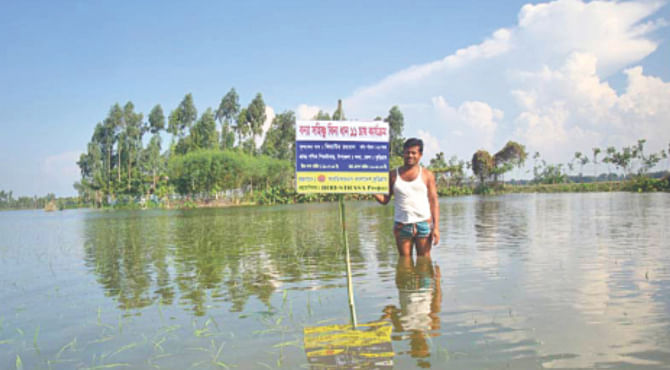 A farmer in one of Lalmonirhat's flood prone areas shows the Binadhan-11 variety he planted, the flood tolerant variety of Aman plants were submerged for 15 days but still survived. Photo: Star