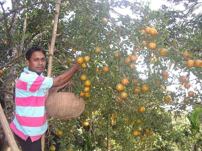A man collects orange from a garden in Juri upazila of Moulvibazar. Six unions of the upazila saw a successive bumper production of the popular fruit. PHOTO: STAR