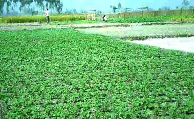A potato field in Teesta char area under Belka union of Sundarganj upazila in Gaibandha. River erosion victims of seven unions in the upazila hava turned the sandy area into  productive land. Photo: Star