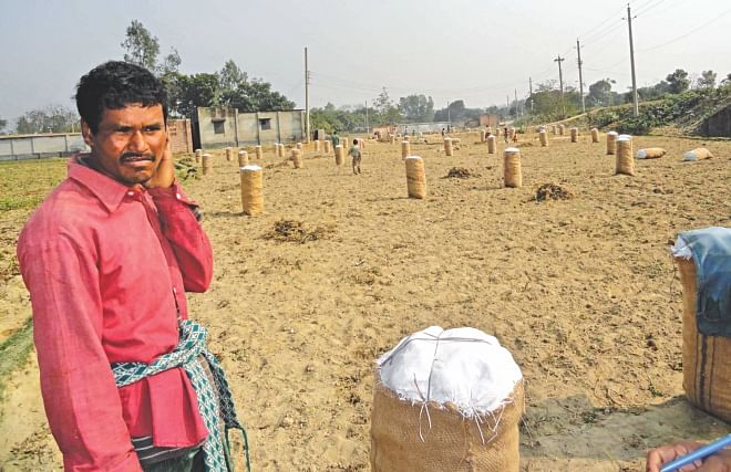 Abdul Hakim, a potato grower in Dinajpur, fears counting losses this time unlike the previous seasons due to continued political turmoil. Photo: Kongkon Karmakar