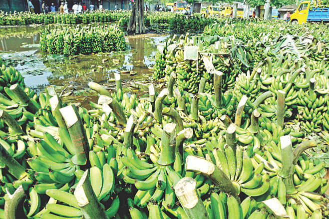 The consumer rights protection authority seized adulterated bananas and toxic chemicals at Kutubpur of Shakhipur in Tangail yesterday. However, such drives are few and far between and according to an FAO-sponsored test, 40 percent of food items in Bangladesh are adulterated and lack of monitoring is largely to blame for it. Photo: Star