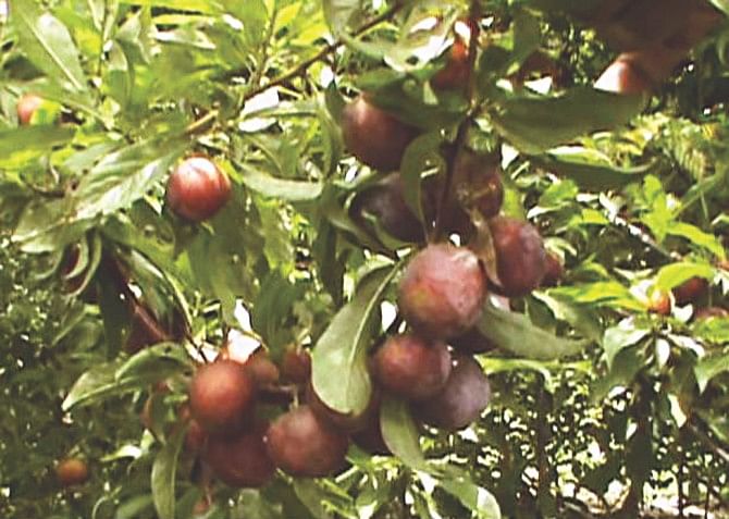 A fruiting alu bukhara tree at Shawkat's orchard in Muktagachha upazila under Mymensingh district. PHOTO: STAR