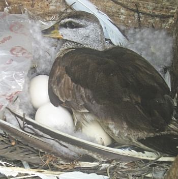 A cotton pigmy gander incubating eggs in a nest built inside a box at Baikka Beel of Srimangal in Moulvibazar. An NGO with the help of locals is trying to restore the population of the species in the area. Photo: Star