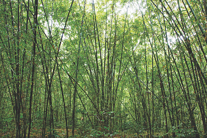 Grove of Mittinga bamboo in Habiganj.  Photo:  Ihtisham Kabir