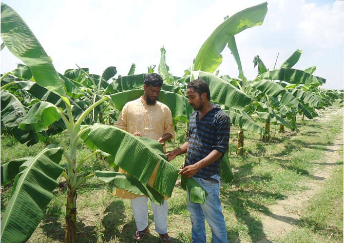 Shamim Ahmed along with another person tends banana plants at his orchard raised on an 80-bigha field in the char area of Shara village in Ishwardi upazila under Pabna district.   PHOTO:  STAR