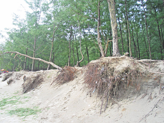 A large number of jhau trees on the sea beach near Cox's Bazar town are getting uprooted due to gradual removal of soil by recurrent tidal surges. PHOTO:  STAR