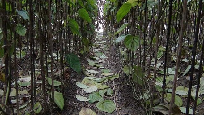 Patajhora roag, marked by massive fall of leaves, badly affects the betel plantations in Narail district as the ongoing cold wave coupled with dense fog causes the disease. The photo was taken from Ujirpur village in Narail Sadar upazila on Wednesday. PHOTO: STAR