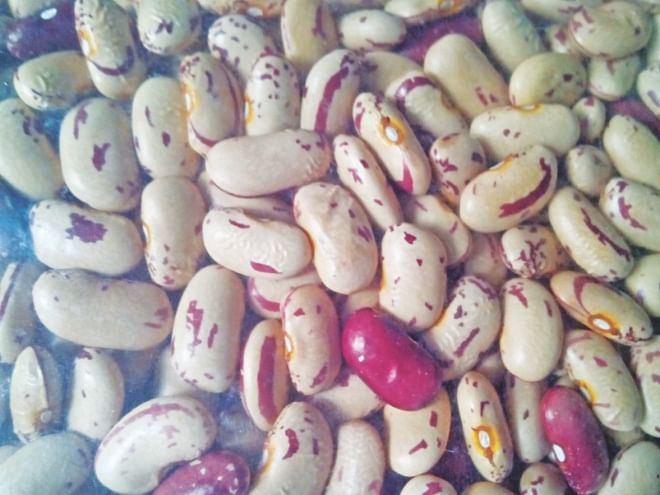 Biofortified beans, first released in Rwanda in 2010. Half of 1.2 million Rwandese farm families now grow this bean which is reach in iron content. Photo: Birri, Reaz Ahmad
