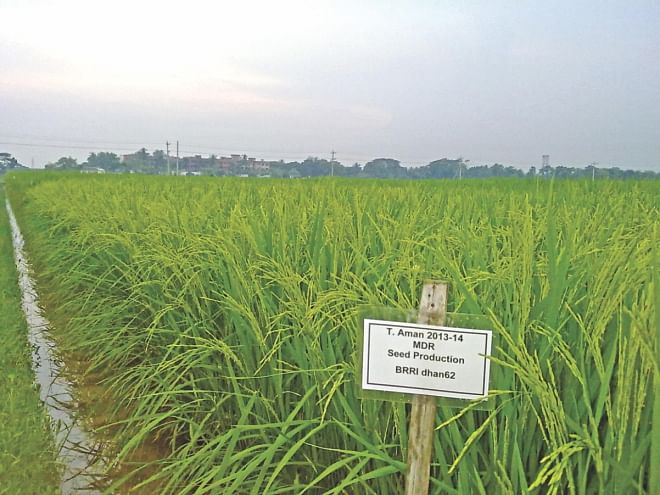 The world's first biologically fortified (biofortified) zinc-enriched rice BRRI dhan62. Developed by Bangladeshi scientists, it will go to farmers in large scale from coming Aman season. Photo: Birri, Reaz Ahmad